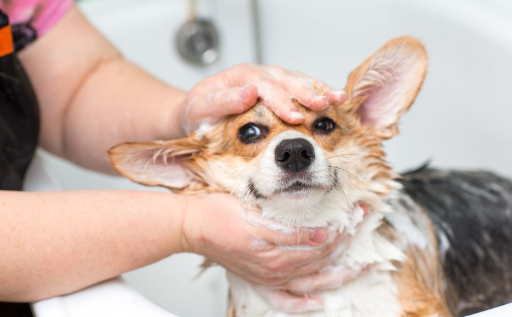 Jak wybrać odpowiedni szampon dla psa?