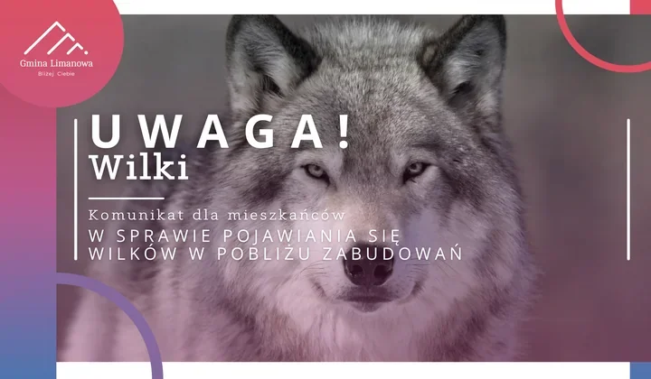 Wilki podchodzą bliżej domów. Urząd prosi o natychmiastowe zgłoszenia