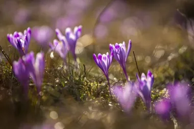 Wiosna w Beskidach – ścieżki, parki i szlaki, które warto odkryć w powiecie limanowskim