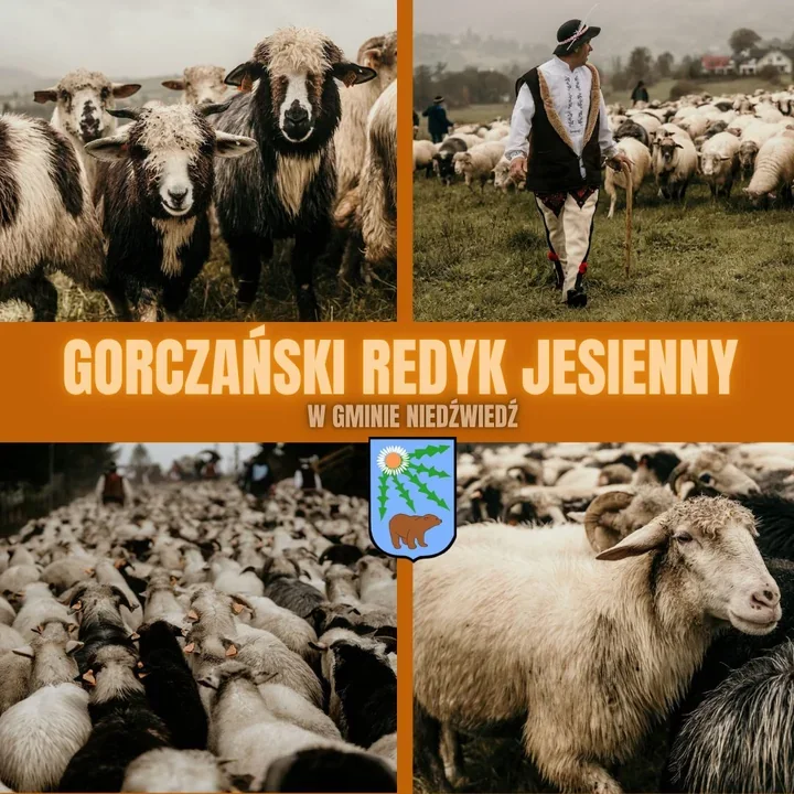 Owce wracają z Gorców. Jesienny redyk przejdzie przez gminę Niedźwiedź